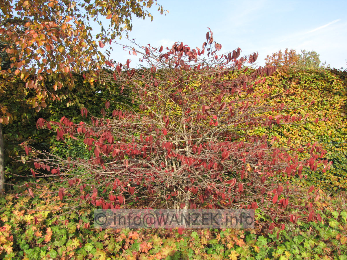 Viburnum plicatum Mariesii 11 Herbst4.JPG